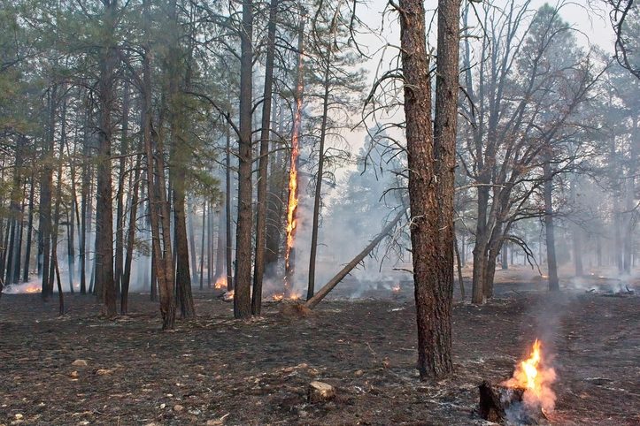 A tree burns in a smoke filled forest near Flagstaff, Arizona.Top of FormBottom of Form.