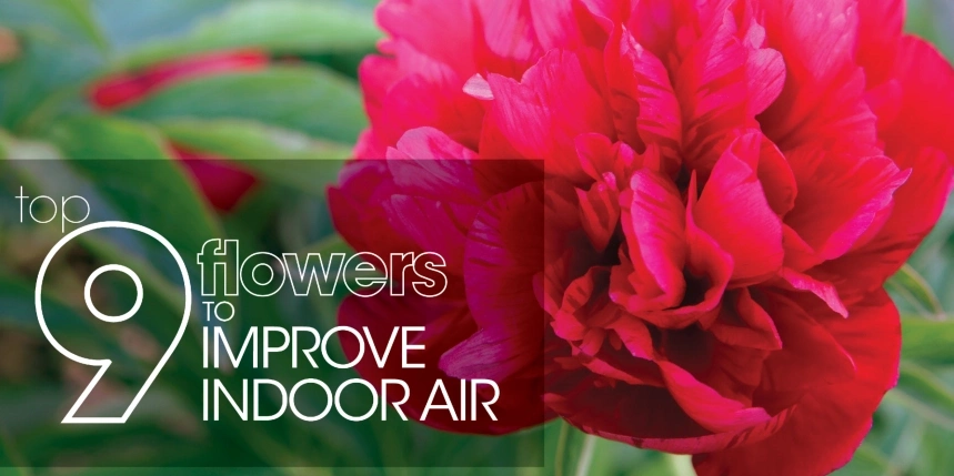 Red flower with text: 