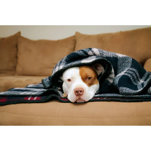 Common reasons a home furnace stops heating