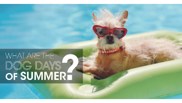 Dog on pool raft with text: 